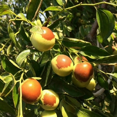 黃驊冬棗 冬季碩果，香甜滿園