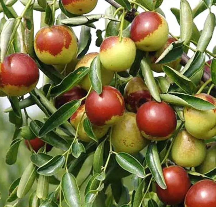 黃驊冬棗:高山種植,美味又營養